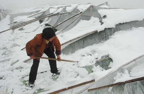 大雪壓垮鋼結(jié)構(gòu)廠房，眾多“二師兄”壯烈犧牲